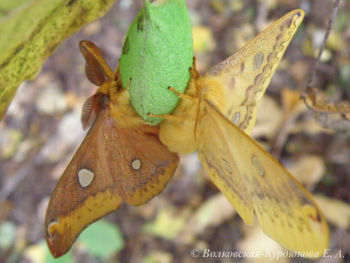 Rhodiniafugaxdiana (Oberth.)  Сатурния Диана